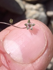 Nemacladus inyoensis