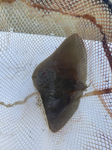 Lessa's Butterfly Ray photographed in Georgia