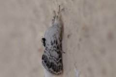Apotolype brevicrista