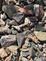 Nemacladus inyoensis