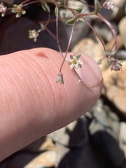 Nemacladus inyoensis