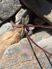 Nemacladus inyoensis