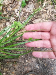 Carex cephalophora