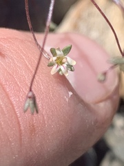 Nemacladus inyoensis