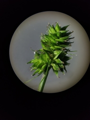 Carex cephalophora