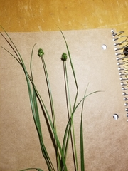 Carex cephalophora