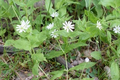 Stellaria bungeana
