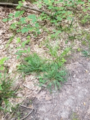 Carex cephalophora
