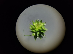 Carex cephalophora
