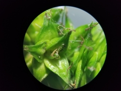 Carex cephalophora