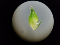 Carex cephalophora