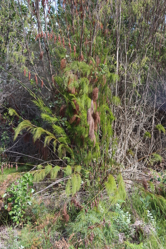 Tall Elephantreed (Rhodocoma gigantea)