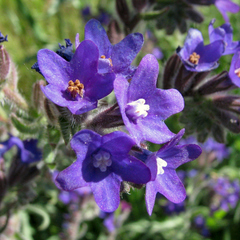 Anchusa officinalis