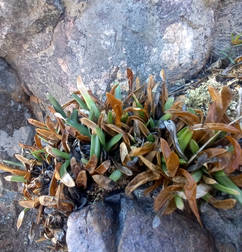 Haworthia blackburniae