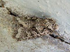 Lacinipolia cuneata