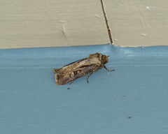 Agrotis vancouverensis