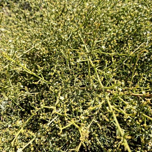 Cleaver Rootthug (Thesium galioides)