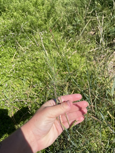 Image of Bromus carinatus by (c) mel letterman, some rights reserved (CC BY)