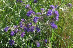 Anchusa officinalis
