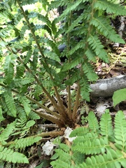 Polystichum × potteri