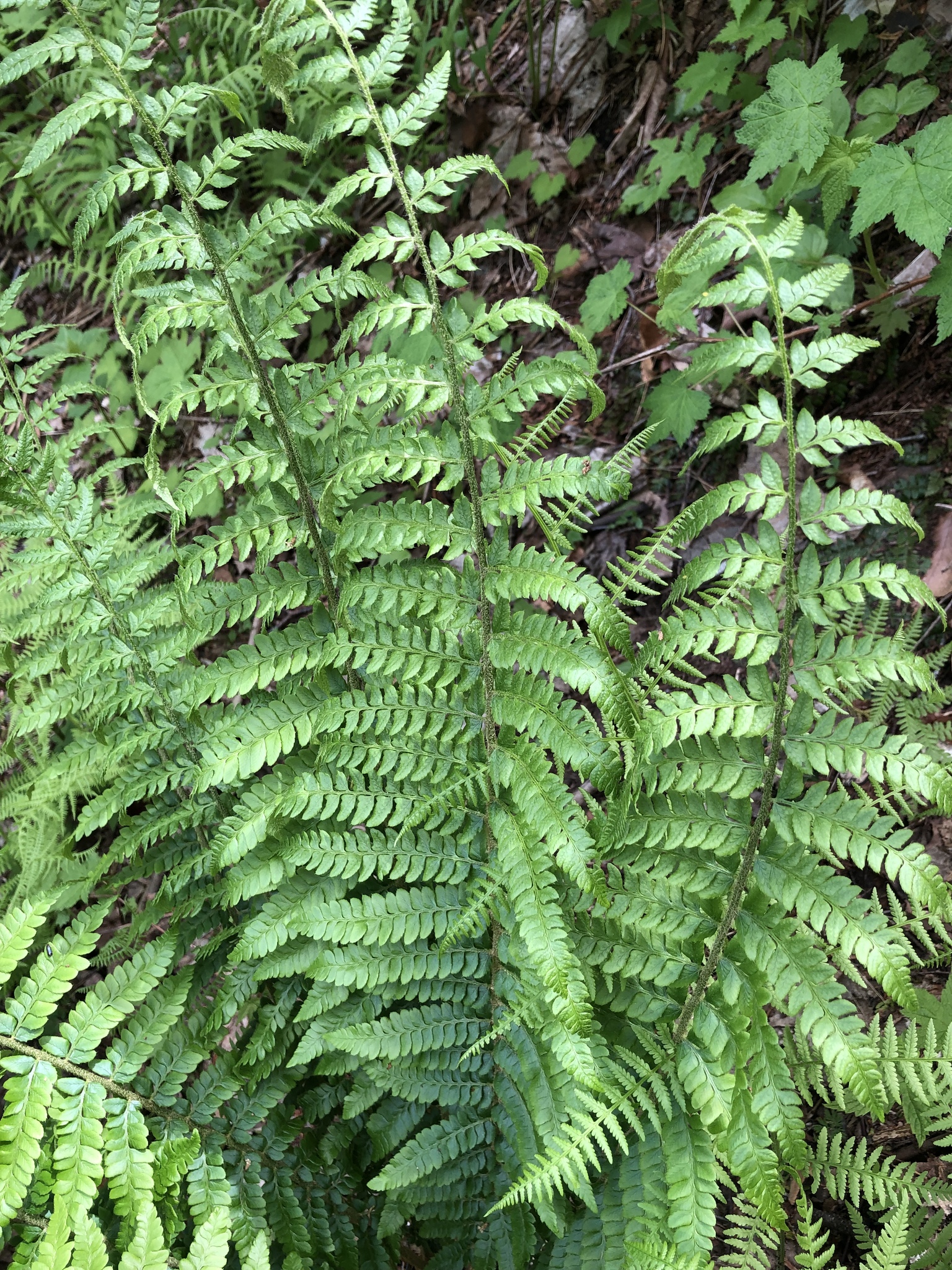 Polystichum X potteri