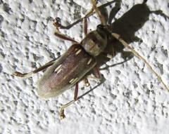 Eburia mutica