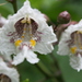 Southern Catalpa - Photo (c) Matthew Herron, some rights reserved (CC BY-NC), uploaded by Matthew Herron