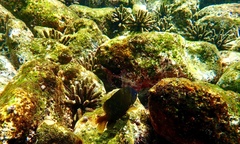 Eucidaris galapagensis