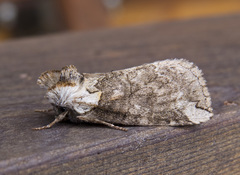 Euthyatira semicircularis