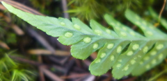 Polypodium hesperium