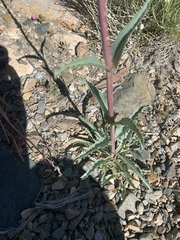 Penstemon floridus
