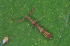 Bactrodes spinulosus