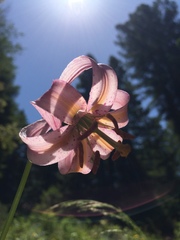 Lilium kelloggii
