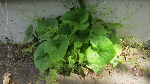 Brunnera macrophylla