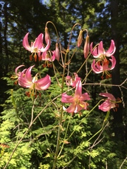 Lilium kelloggii
