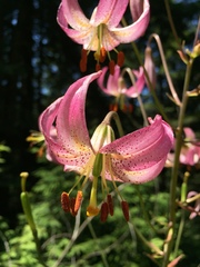 Lilium kelloggii