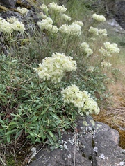 Eriogonum heracleoides