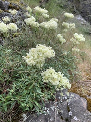 Eriogonum heracleoides