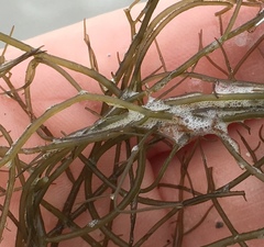 Gracilariaceae