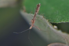 Bactrodes spinulosus