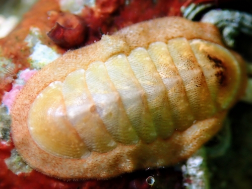 Representative image of Ischnochiton rissoi