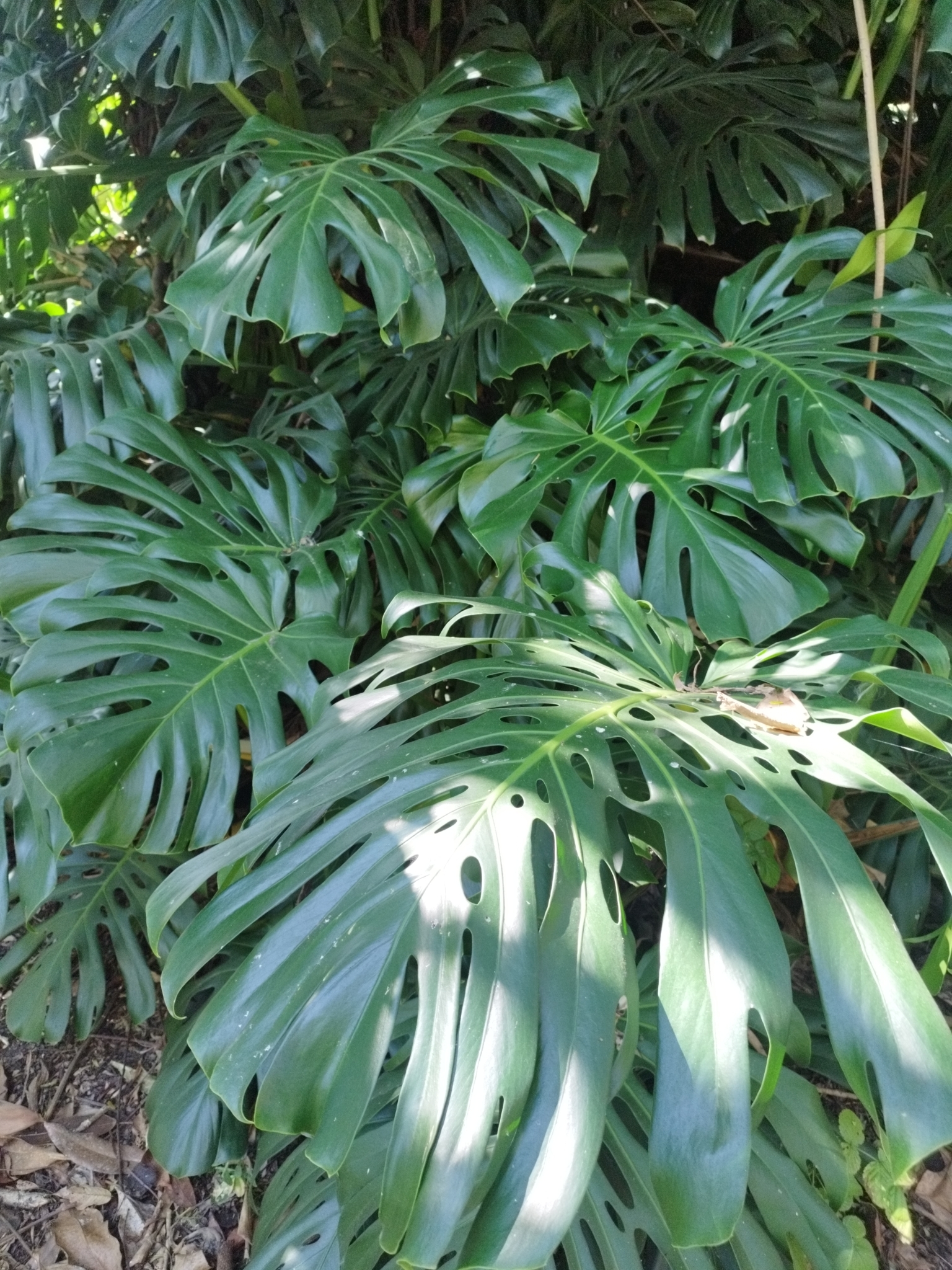 Monstera deliciosa image