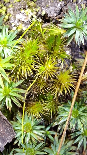Image of Campylopus Appressifolius (Campylopus appressifolius) by no rights reserved