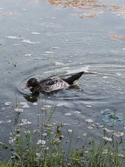 Cairina moschata domestica
