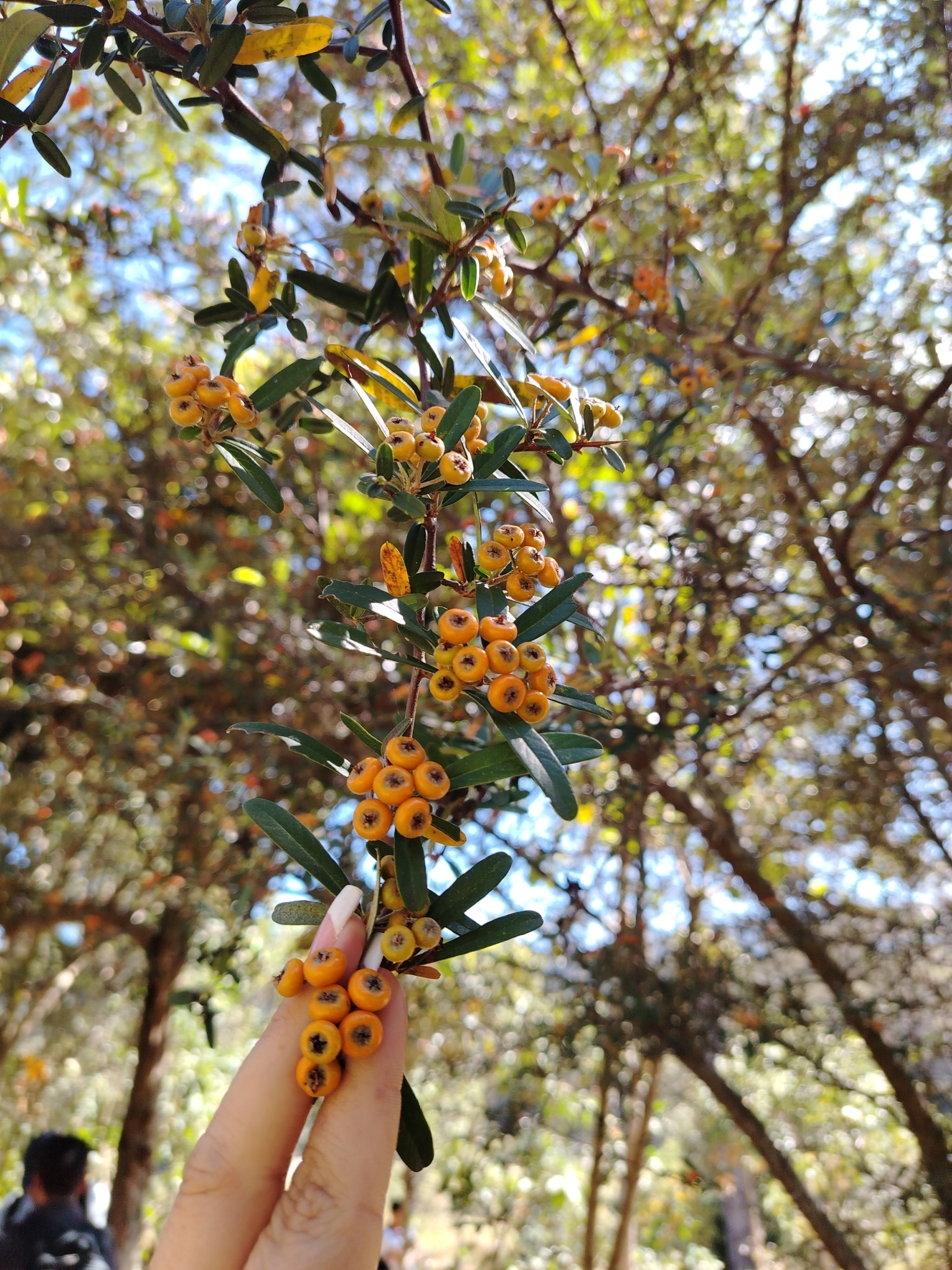 Pyracantha image