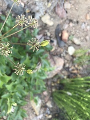 Tauschia arguta
