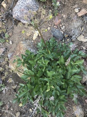 Tauschia arguta