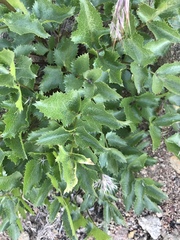 Tauschia arguta
