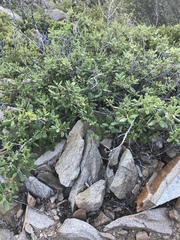 Frangula californica tomentella