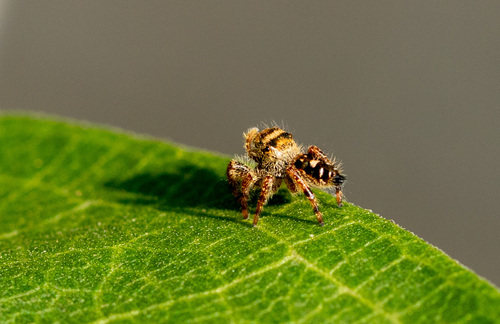 Bold Jumping Spider photographed in Illinois